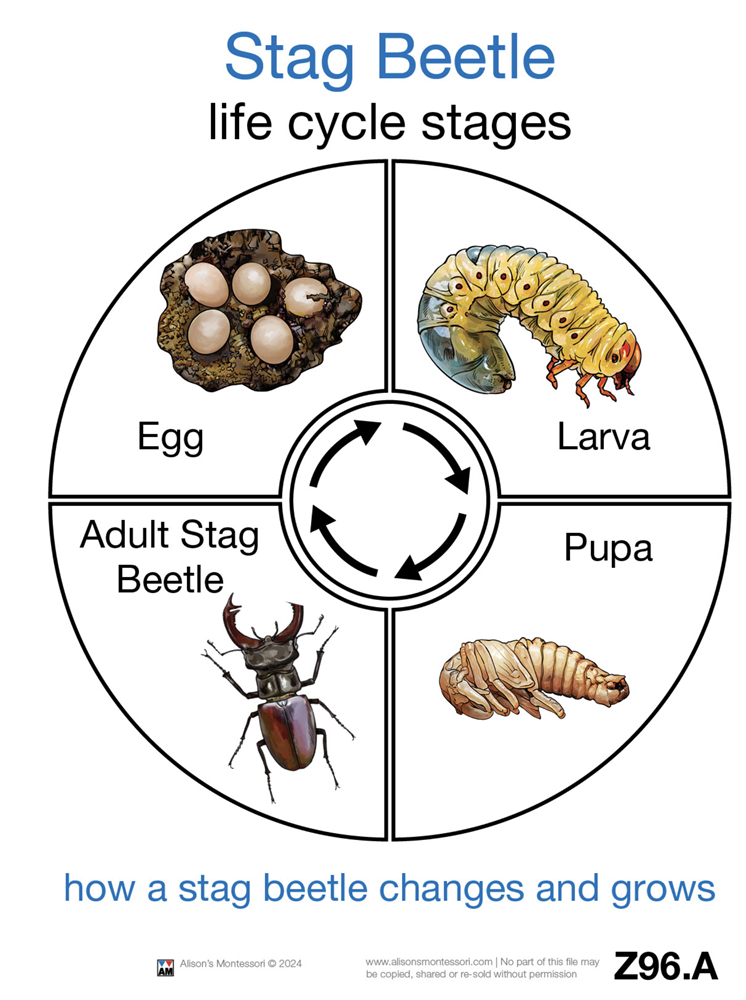 Life Cycle of a Mealworm Cards 