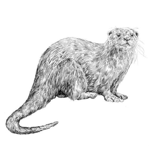 Montessori Materials: Parts of an Otter (Printed)